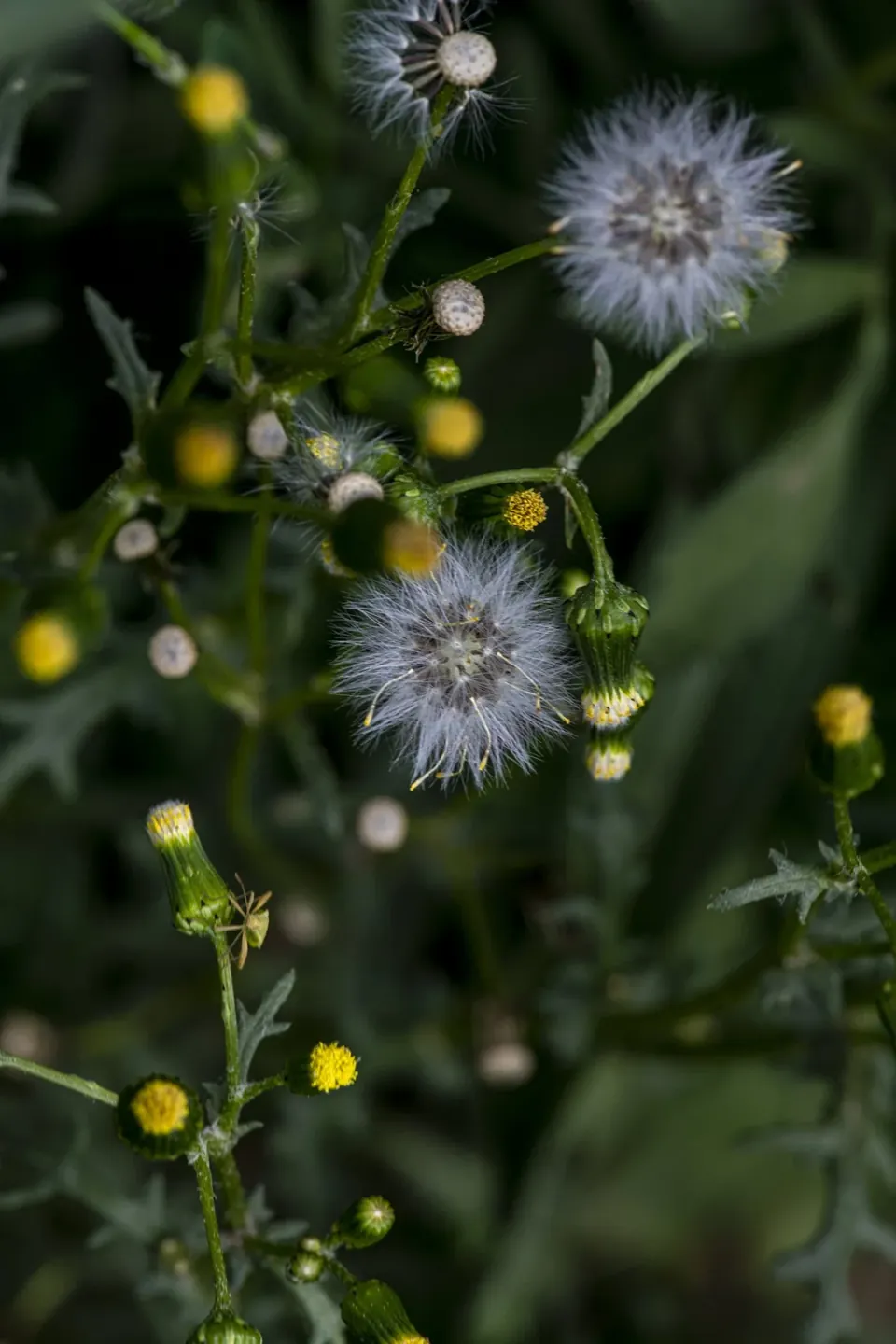 In Praise of Dandelions