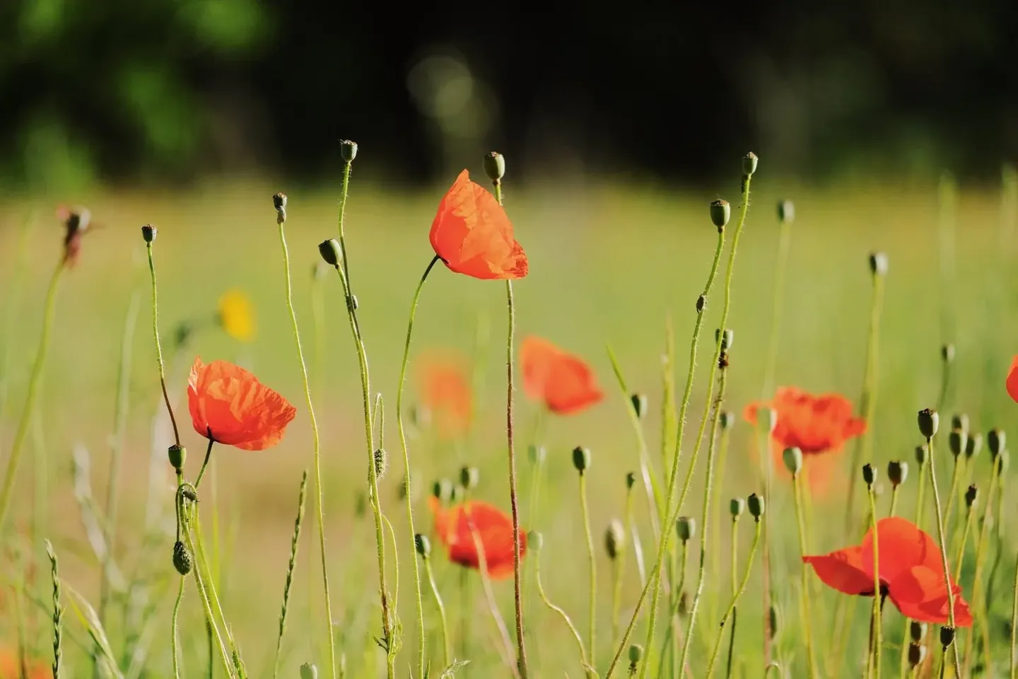 From the Medicine Wild California Poppy archive