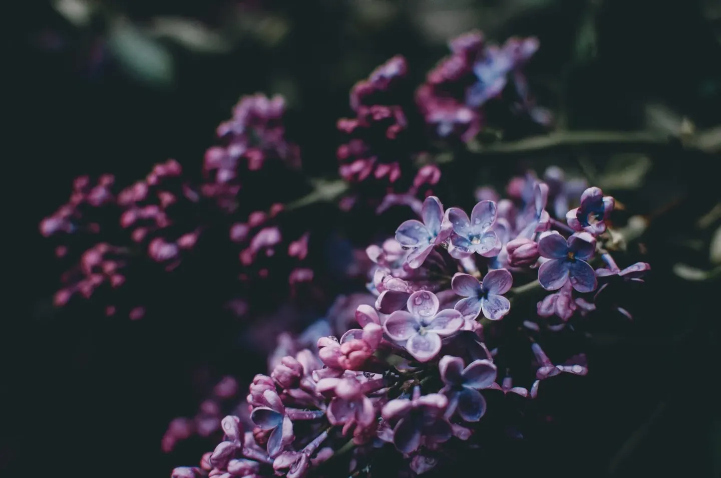 The Vaginal Microbiome: The Ecology of Feminine Health