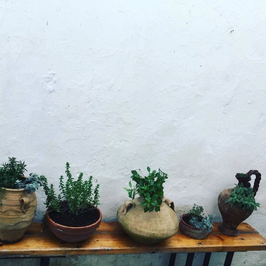 Fresh herbs in old ceramic vessels against a white wall, from the original Medicine Wild photographs